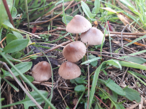 liberty caps grass short observation ireland